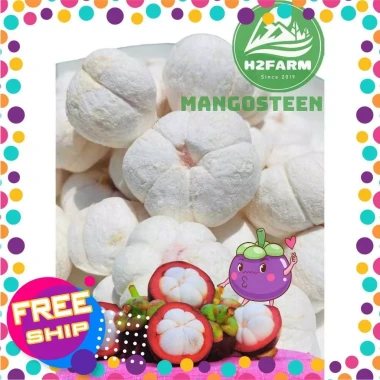 Măng Cụt Sấy Thăng Hoa Nguyên Vị H2farm Giòn Tan Snack Ăn Vặt Đà Lạt Giá Tốt 5