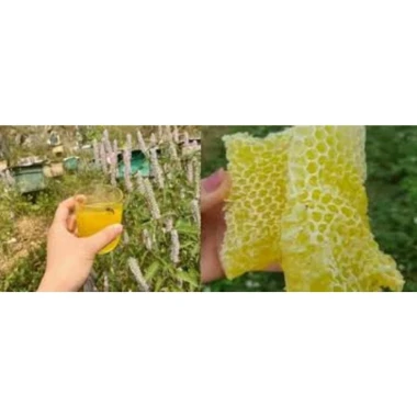 Mật Ong Hoa Bạc Hà Nguyên Chất 100% - 1L Khai Thác Tại Hà Giang Giá Tốt 61000đ 6