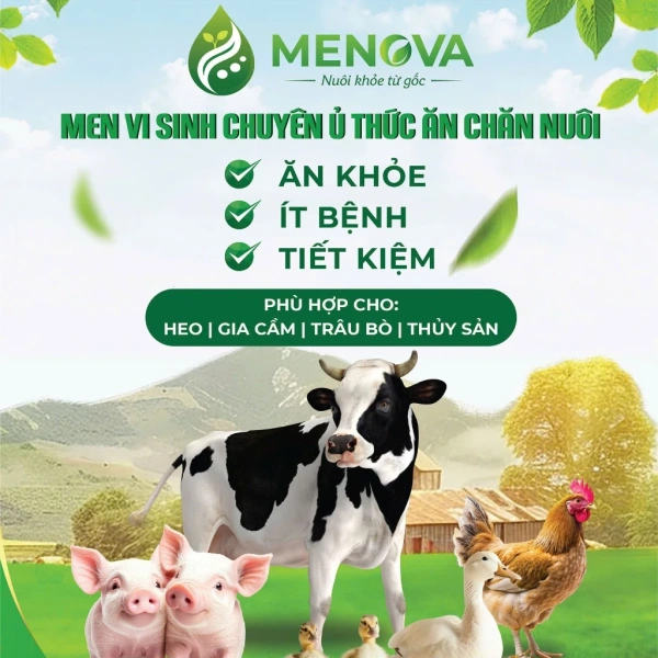 Hướng dẫn chi tiết sử dụng Menova Men vi sinh ủ chín cho gà, vịt, lợn và bò