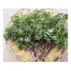 Ngò Tím Bạc Liêu Siêu Thơm - 0.5 Lạng - Giá Tốt 10.000Đ (Giảm từ 12.100Đ) 3