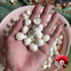 Nhân macca Lai Châu nguyên hạt hữu cơ, sấy chín không vỏ - Giảm giá 450.000 2