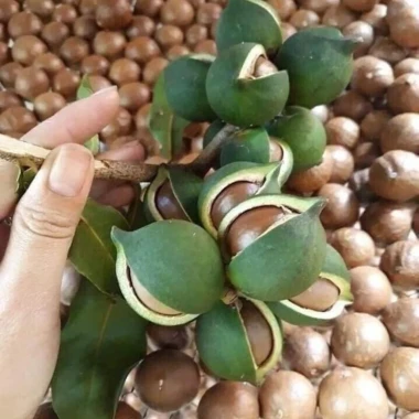 Nhân macca Lai Châu nguyên hạt hữu cơ, sấy chín không vỏ - Giảm giá 450.000