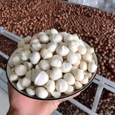 Nhân macca Lai Châu nguyên hạt hữu cơ, sấy chín không vỏ - Giảm giá 450.000