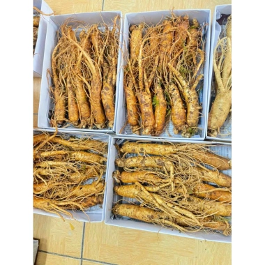 Nhân Sâm Gẫy Rễ Chuẩn HÀN QUỐC - INSAM. Loại Gãy Rễ 10 Củ 1 kilogram 4