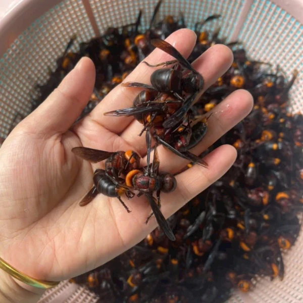 Hình ảnh sản phẩm Ong đất (ong bắp cày) ngâm rượu tự nhiên Tây Bắc - Giảm đau xương khớp, chỉ 300.000