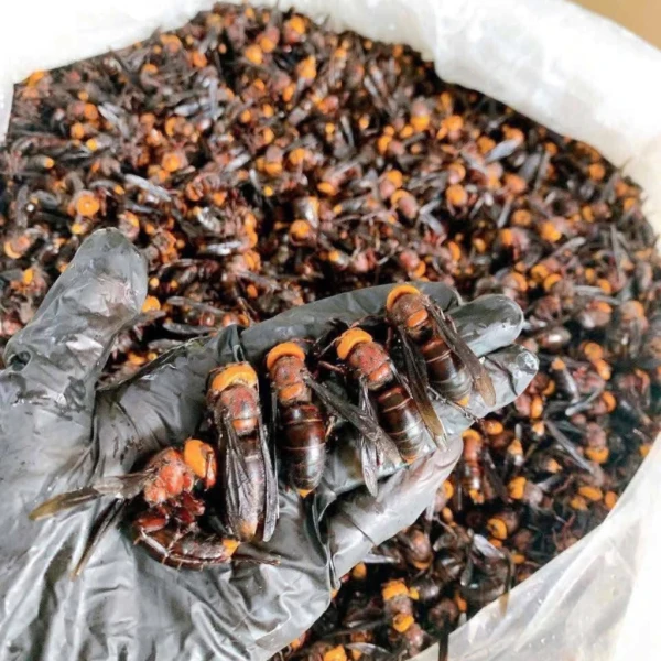 Hình ảnh sản phẩm Ong đất (ong bắp cày) ngâm rượu tự nhiên Tây Bắc - Giảm đau xương khớp, chỉ 300.000