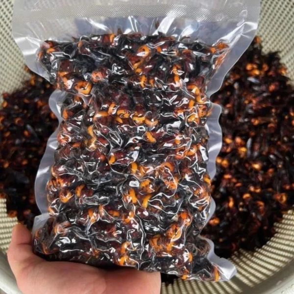 Hình ảnh sản phẩm Ong đất (ong bắp cày) ngâm rượu tự nhiên Tây Bắc - Giảm đau xương khớp, chỉ 300.000