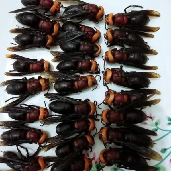 Hình ảnh sản phẩm Ong đất (ong bắp cày) ngâm rượu tự nhiên Tây Bắc - Giảm đau xương khớp, chỉ 300.000