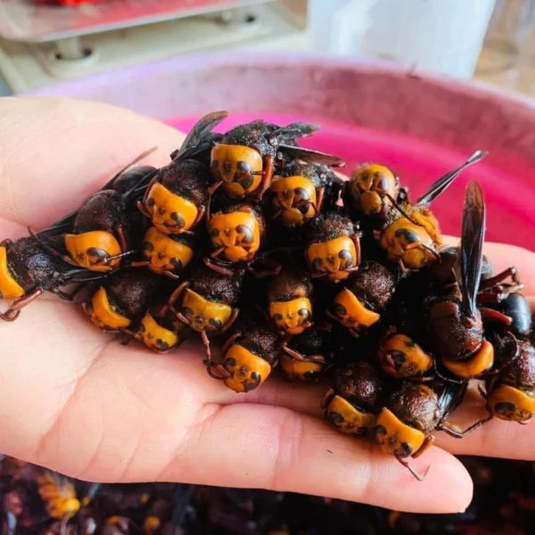 Hình ảnh sản phẩm Ong đất (ong bắp cày) ngâm rượu tự nhiên Tây Bắc - Giảm đau xương khớp, chỉ 300.000