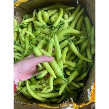 Ớt Xanh Huế Chính Gốc 1kg - Thơm Cay Giòn, Đặc Sản Huế, Giá Chỉ 45k 12 Ớt Xanh Huế Chính Gốc 1kg - Thơm Cay Giòn, Đặc Sản Huế, Giá Chỉ 45k 12