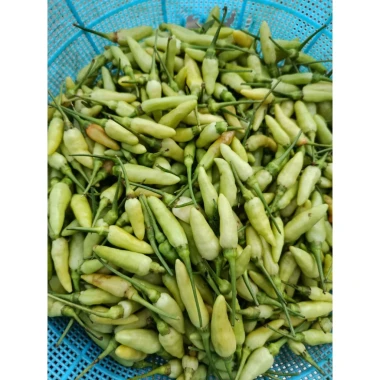 Ớt Xanh Huế Chính Gốc 1kg - Thơm Cay Giòn, Đặc Sản Huế, Giá Chỉ 45k 15 Ớt Xanh Huế Chính Gốc 1kg - Thơm Cay Giòn, Đặc Sản Huế, Giá Chỉ 45k 15