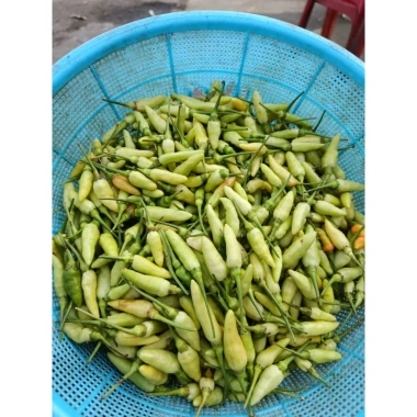 Ớt Xanh Huế Chính Gốc 1kg - Thơm Cay Giòn, Đặc Sản Huế, Giá Chỉ 45k 16 Ớt Xanh Huế Chính Gốc 1kg - Thơm Cay Giòn, Đặc Sản Huế, Giá Chỉ 45k 16