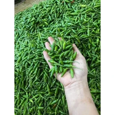 Ớt Xanh Huế Chính Gốc 1kg - Thơm Cay Giòn, Đặc Sản Huế, Giá Chỉ 45k 18 Ớt Xanh Huế Chính Gốc 1kg - Thơm Cay Giòn, Đặc Sản Huế, Giá Chỉ 45k 18