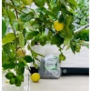 Phân Gà Hữu Cơ Nhật Bản 1Kg - Chế độ dinh dưỡng cho chanh ớt cây ăn quả giá rẻ chỉ 50k 3