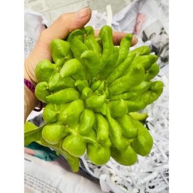 Phật thủ tươi Hà Nội - Giảm giá còn 105000đ. Mua 1 quả ưu đãi hỏa tốc 6 Phật thủ tươi Hà Nội - Giảm giá còn 105000đ. Mua 1 quả ưu đãi hỏa tốc 6