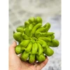 Phật thủ tươi Hà Nội - Giảm giá còn 105000đ. Mua 1 quả ưu đãi hỏa tốc 7