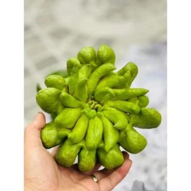 Phật thủ tươi Hà Nội - Giảm giá còn 105000đ. Mua 1 quả ưu đãi hỏa tốc 7 Phật thủ tươi Hà Nội - Giảm giá còn 105000đ. Mua 1 quả ưu đãi hỏa tốc 7