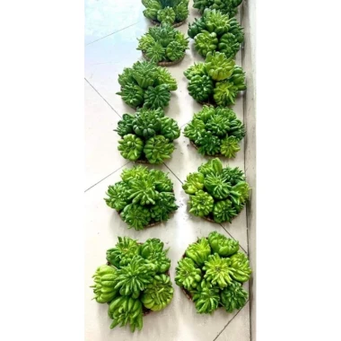 Phật thủ tươi Hà Nội - Giảm giá còn 105000đ. Mua 1 quả ưu đãi hỏa tốc 8 Phật thủ tươi Hà Nội - Giảm giá còn 105000đ. Mua 1 quả ưu đãi hỏa tốc 8
