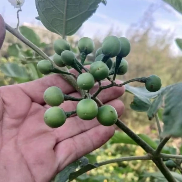 Cách bảo quản cà dại hoa trắng giá tốt miền Bắc để duy trì độ tươi ngon
