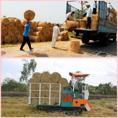 Rơm Cuộn Khô Đa Năng - Trang Trí, Thức Ăn Gia Súc, Kho Cá - Giá Tốt 260k 4