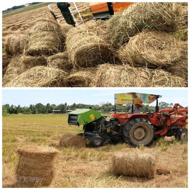 Rơm Cuộn Khô Đa Năng - Trang Trí, Thức Ăn Gia Súc, Kho Cá - Giá Tốt 260k 5