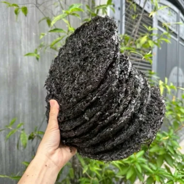 Rong Biển Nấu Canh Khô - Giảm 18% - Rong Mứt Tươi Ngon Dùng Làm Rong Ăn Liền 35k 7