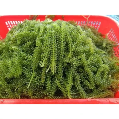 Rong Nho Tươi HCM Giá Sỉ Lẻ 55000đ - Mua Mỗi Ngày Tiết Kiệm 3