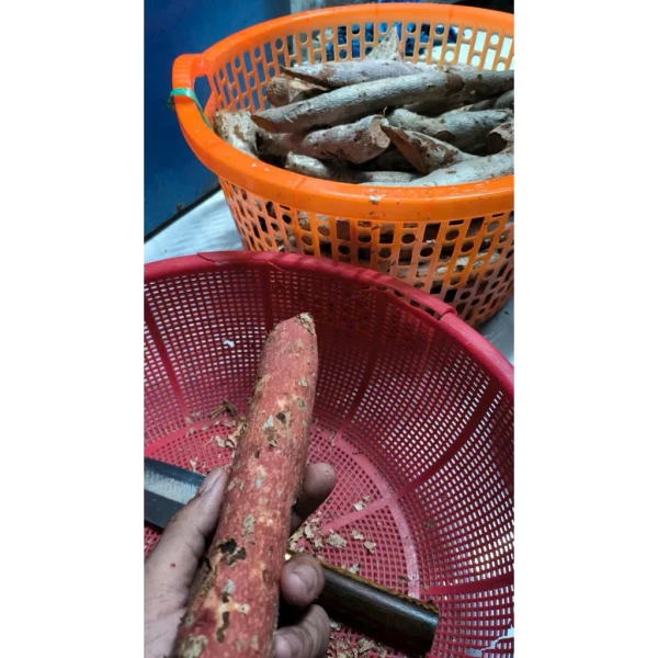 Hình ảnh sản phẩm Sâm Hồng Tươi Nguyên Củ Bảy Núi 1kg - Giá ưu đãi 136k, tăng sức khỏe mỗi ngày