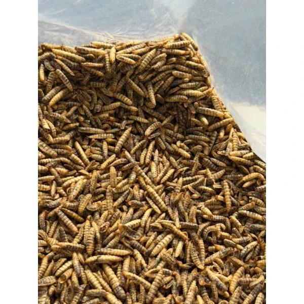 Thành phần dinh dưỡng của sâu canxi sấy khô và vai trò của protein trong chế độ ăn cho gà, cá và chim