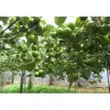 Táo Ninh Thuận Sấy Dẻo Loại 1 - Giảm 27% Chỉ 120k - Táo Dẻo Thơm Ngon Giá Tốt 3