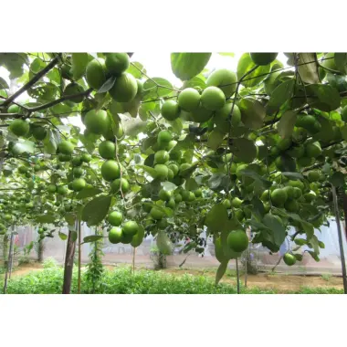 Táo Ninh Thuận Sấy Dẻo Loại 1 - Giảm 27% Chỉ 120k - Táo Dẻo Thơm Ngon Giá Tốt 3 Táo Ninh Thuận Sấy Dẻo Loại 1 - Giảm 27% Chỉ 120k - Táo Dẻo Thơm Ngon Giá Tốt 3