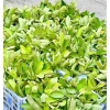 Trà Búp Ổi Mộc Tâm Giảm Cân, Khuyến Mãi 38.989đ - Hộp 60 Túi Lọc Tự Nhiên 4