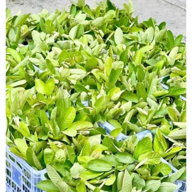 Trà Búp Ổi Mộc Tâm Giảm Cân, Khuyến Mãi 38.989đ - Hộp 60 Túi Lọc Tự Nhiên 4