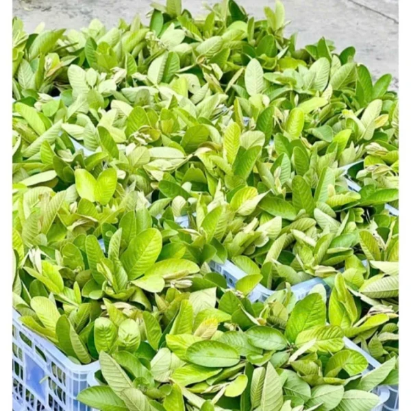 Hình ảnh sản phẩm Trà Búp Ổi Mộc Tâm Giảm Cân, Khuyến Mãi 38.989đ - Hộp 60 Túi Lọc Tự Nhiên