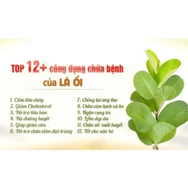 Trà Búp Ổi Mộc Tâm Giảm Cân, Khuyến Mãi 38.989đ - Hộp 60 Túi Lọc Tự Nhiên 6