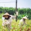 Trà Đài Hoa Atiso Đỏ Hichagol 100% Thiên Nhiên - Giảm Cân, Tốt Tiêu Hóa, 80gr 5