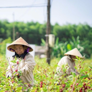 Trà Đài Hoa Atiso Đỏ Hichagol 100% Thiên Nhiên - Giảm Cân, Tốt Tiêu Hóa, 80gr
