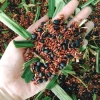 TRÀ GẠO LỨT ĐẬU ĐEN LÁ DỨA 1kg GIÁ CỰC SỐC - CHỈ 62000Đ 5