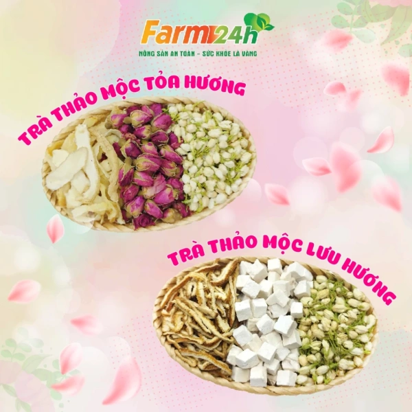 Khám phá thành phần tự nhiên và lợi ích khử mùi của trà lưu hương Bạch phục linh, hoa nhài, trần bì