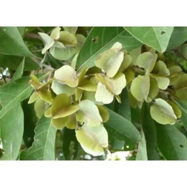 Trái cây trâm bầu tươi 500g - Giá 90.000đ giảm so với 116.100đ - Tươi ngon, giàu dinh dưỡng 2 Trái cây trâm bầu tươi 500g - Giá 90.000đ giảm so với 116.100đ - Tươi ngon, giàu dinh dưỡng 2
