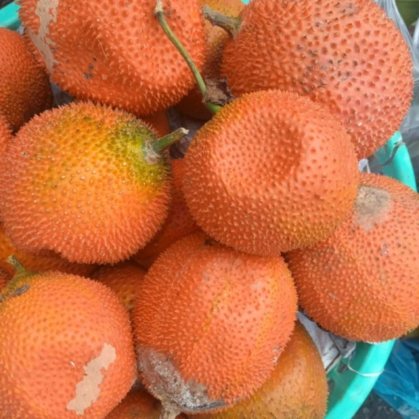 Trải nghiệm mua trái gấc tươi 1kg giao trong 1 giờ: tiện lợi và chất lượng thực tế