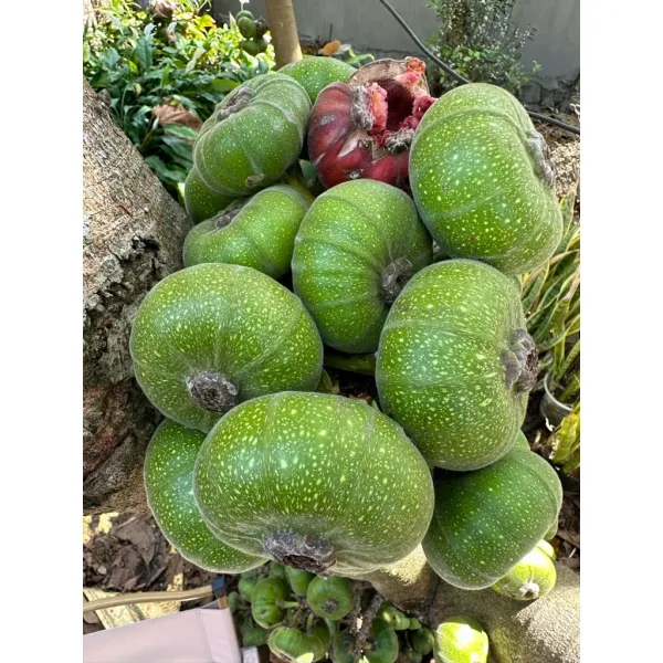 Cách bảo quản trái vả Huế Organic 1kg để giữ trọn hương vị và độ tươi lâu