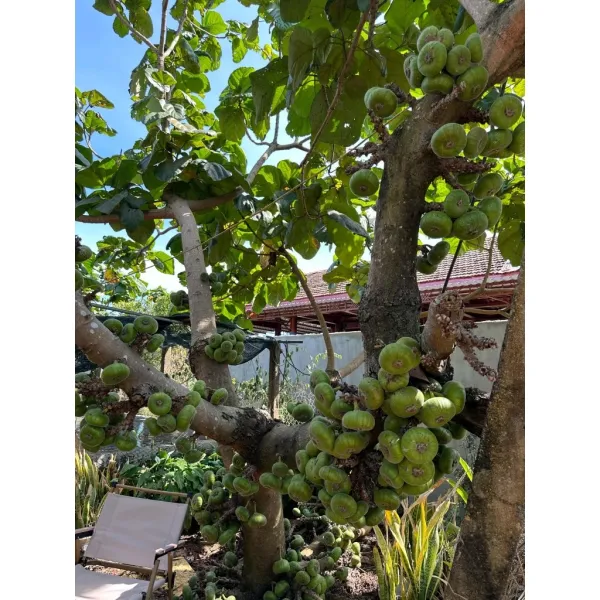Hình ảnh sản phẩm Trái Vả Huế Organic 1kg Giá Rẻ - Hái Trực Tiếp Từ Vườn Nhà Trồng Ở Gia Lai Chỉ 69.000đ