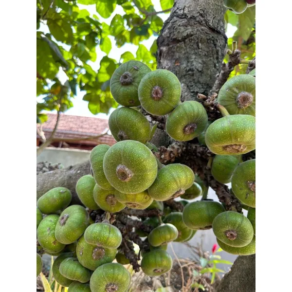 Trải nghiệm mua và thưởng thức trái vả hữu cơ trực tiếp từ vườn Gia Lai