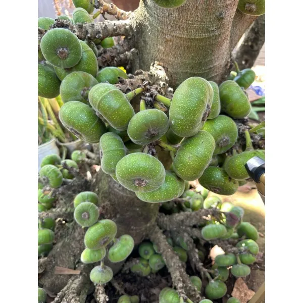 Hình ảnh sản phẩm Trái Vả Huế Organic 1kg Giá Rẻ - Hái Trực Tiếp Từ Vườn Nhà Trồng Ở Gia Lai Chỉ 69.000đ