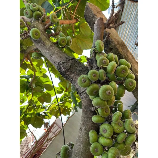 Hình ảnh sản phẩm Trái Vả Huế Organic 1kg Giá Rẻ - Hái Trực Tiếp Từ Vườn Nhà Trồng Ở Gia Lai Chỉ 69.000đ