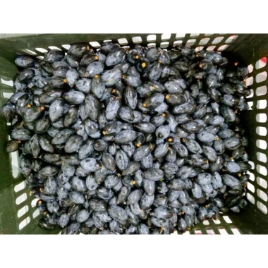 Trám Đen Phơi Một Nắng Cao Bằng - Giảm 22% Chỉ 180.000đ/kg Trám Đen Tươi Ngon 4 Trám Đen Phơi Một Nắng Cao Bằng - Giảm 22% Chỉ 180.000đ/kg Trám Đen Tươi Ngon 4