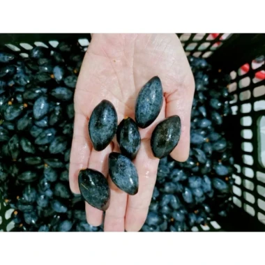 Trám Đen Phơi Một Nắng Cao Bằng - Giảm 22% Chỉ 180.000đ/kg Trám Đen Tươi Ngon 5 Trám Đen Phơi Một Nắng Cao Bằng - Giảm 22% Chỉ 180.000đ/kg Trám Đen Tươi Ngon 5