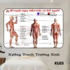 Tranh Dán Tường Diện Chẩn Bùi Quốc Châu - Phác Đồ Huyệt Đạo & Hệ Kinh Lạc Giá Tốt 55760đ 8