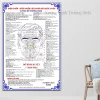Tranh Dán Tường Diện Chẩn Bùi Quốc Châu - Phác Đồ Huyệt Đạo & Hệ Kinh Lạc Giá Tốt 55760đ 16
